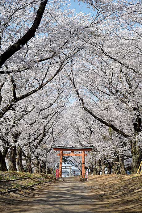 東蕗田天満社の桜並木（4月下旬）