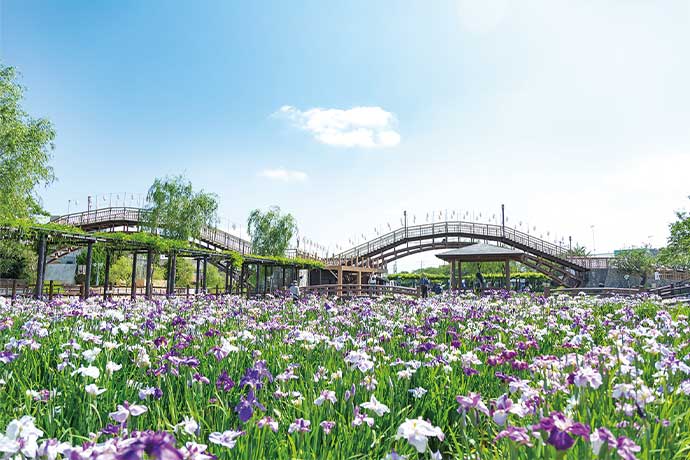 水郷潮来あやめまつり(5月中旬~6月中旬)