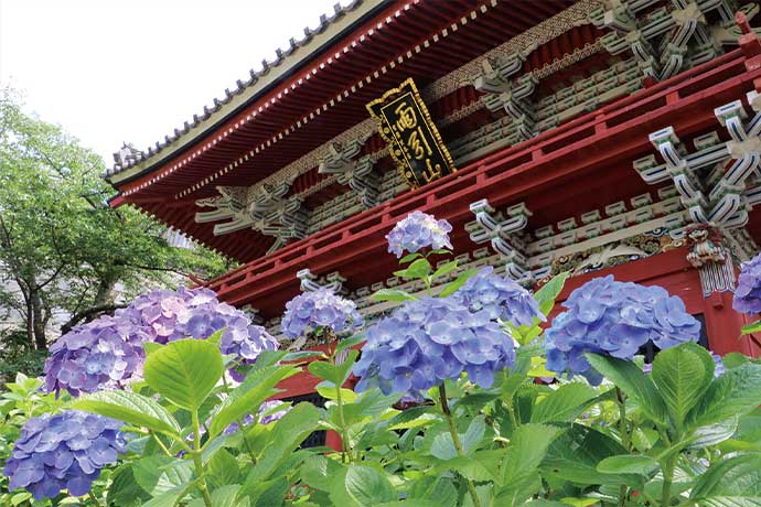 あじさい祭り(6月上旬~7月中旬)