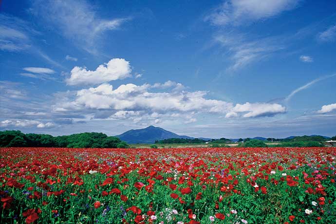 小貝川ふれあい公園のポピー(5月上旬~下旬)