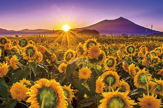 あけのひまわりフェスティバル(8月下旬~9月上旬)