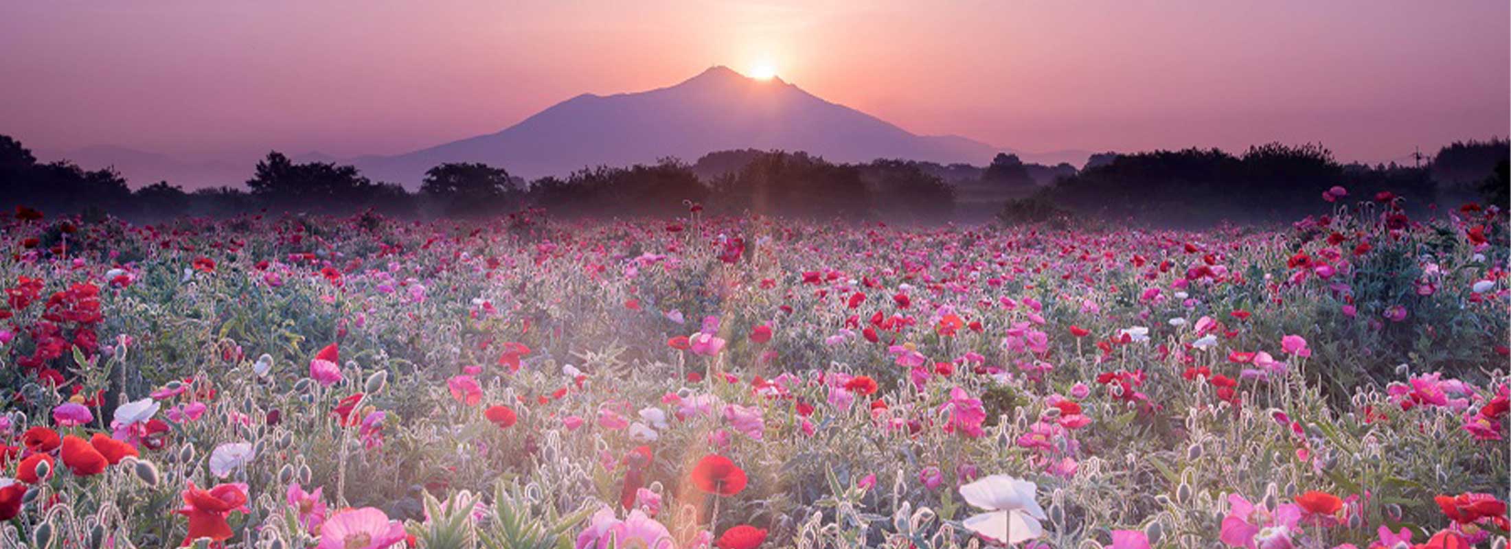 筑波山