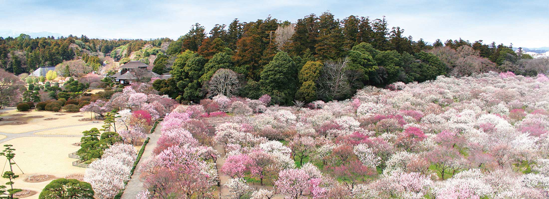 偕楽園(水戸の梅まつり(2月中旬~3月下旬))
