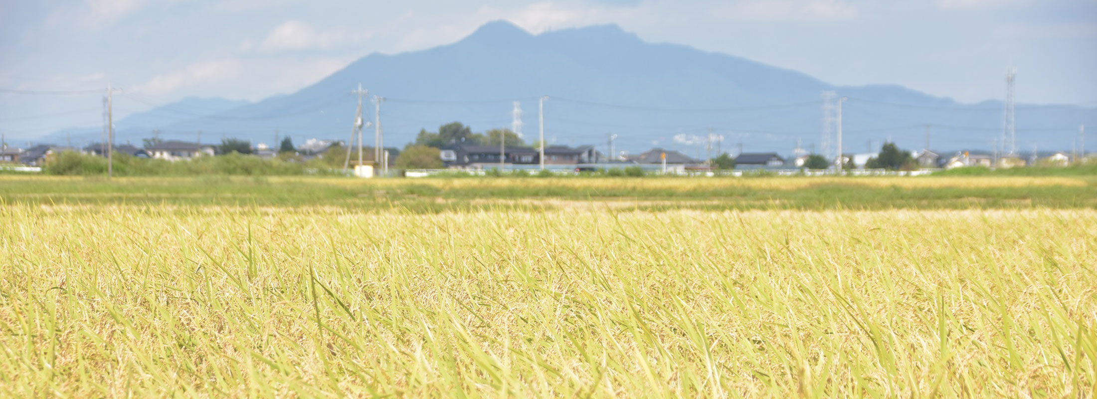 筑波山と稲