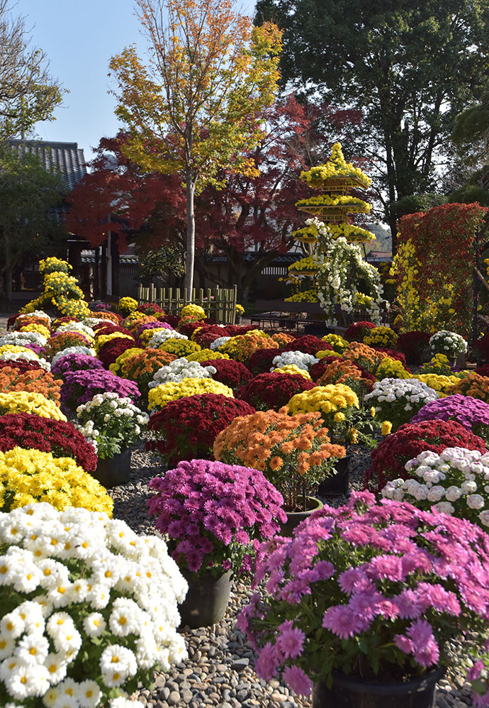 日本最古の菊まつり(笠間稲荷神社)