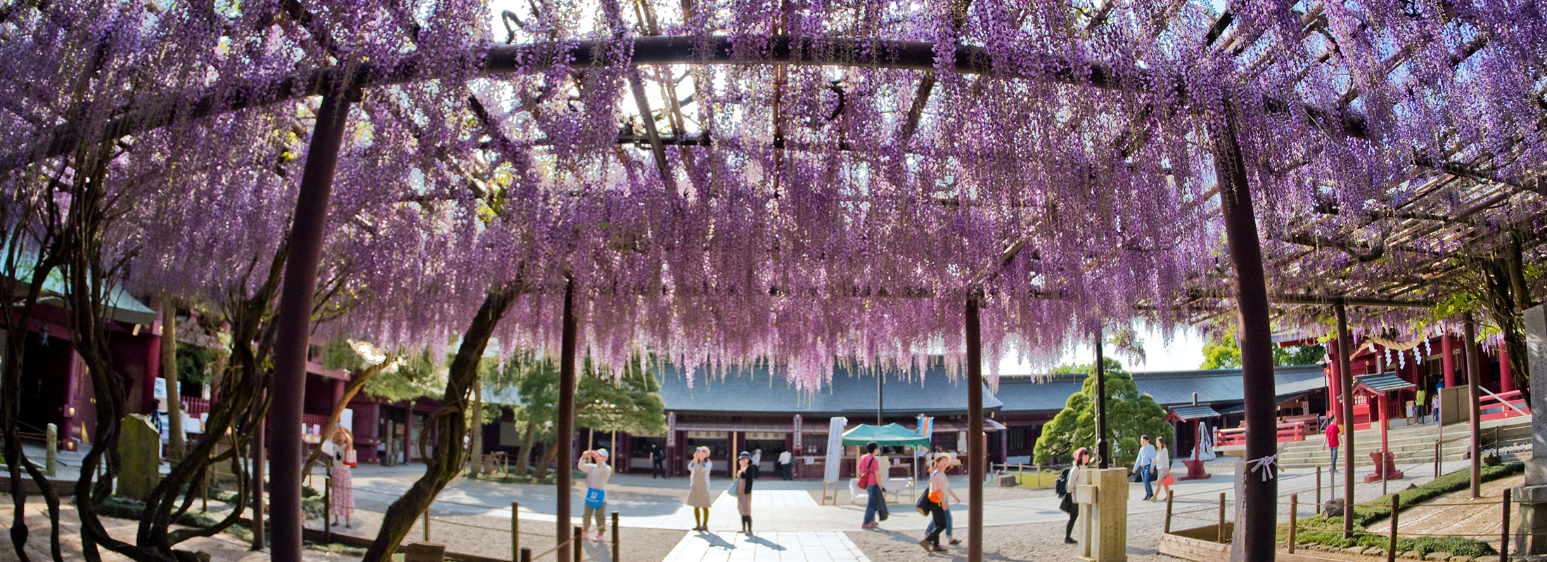 笠間稲荷神社藤棚