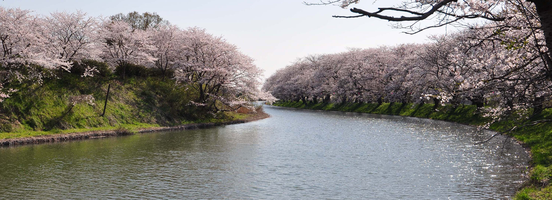 福岡堰の桜並木