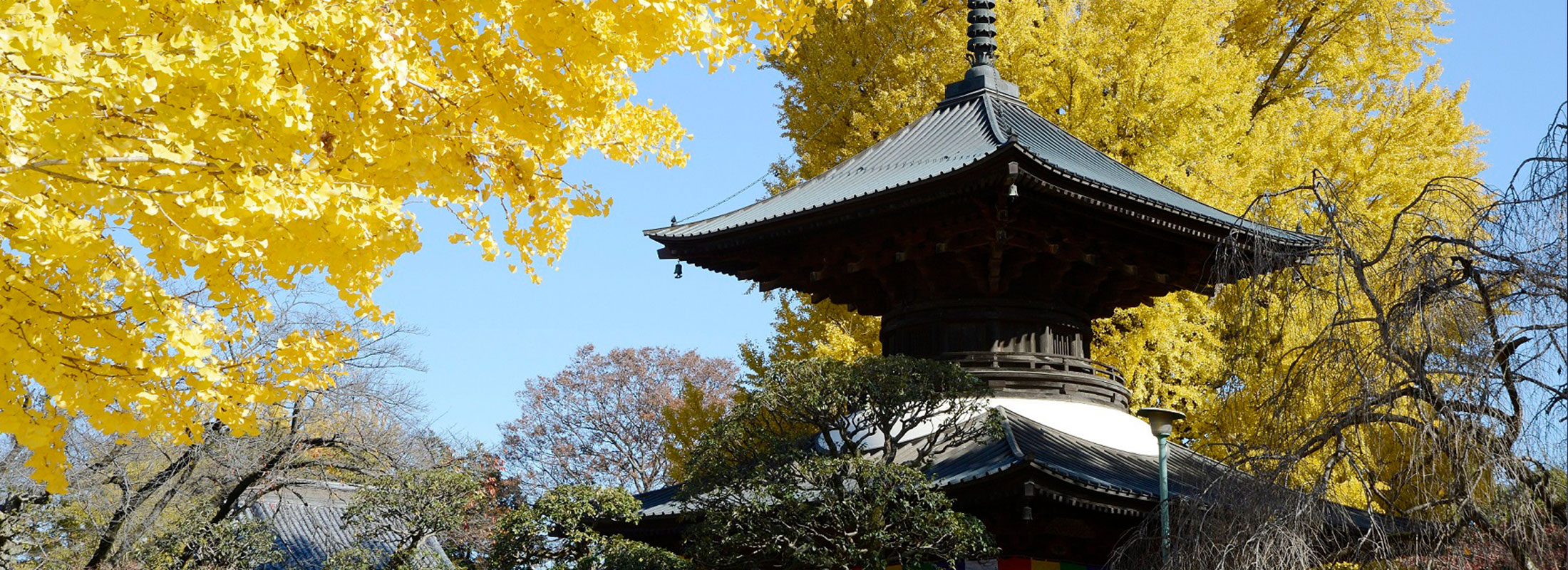 鑁阿寺多宝塔紅葉