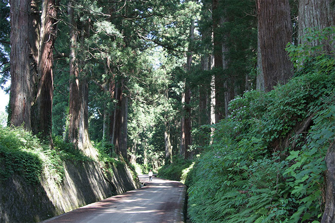 ギネスブックにも登録、世界一長い並木道「日光杉並木」