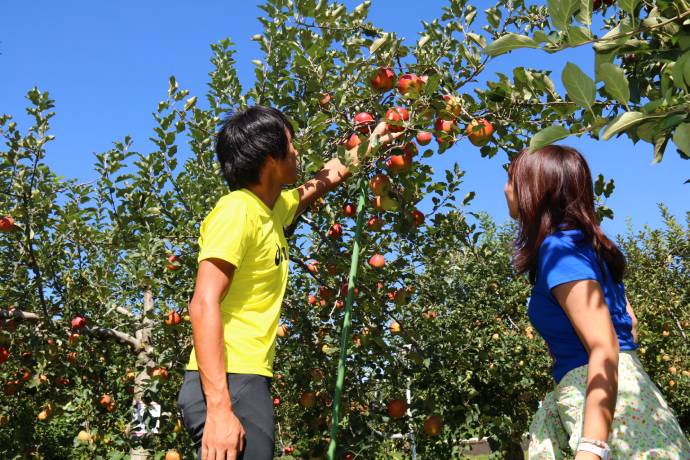 矢板市のりんご