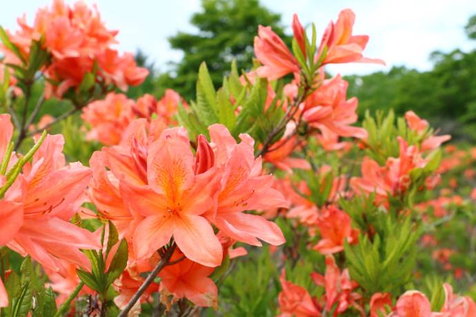 八方ヶ原のレンゲツツジ