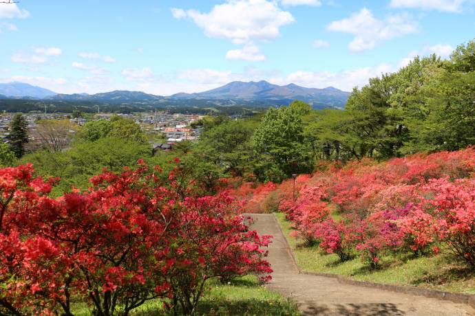 八方ヶ原のレンゲツツジ
