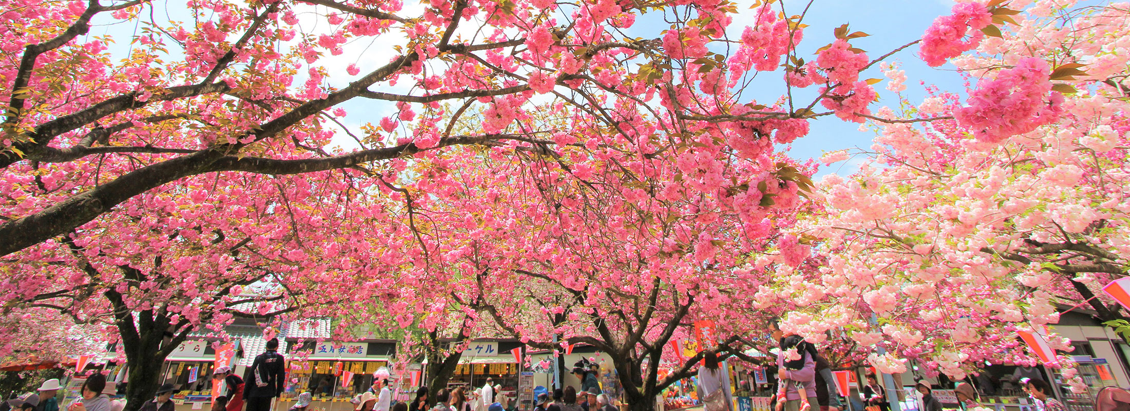 天平の花まつり2