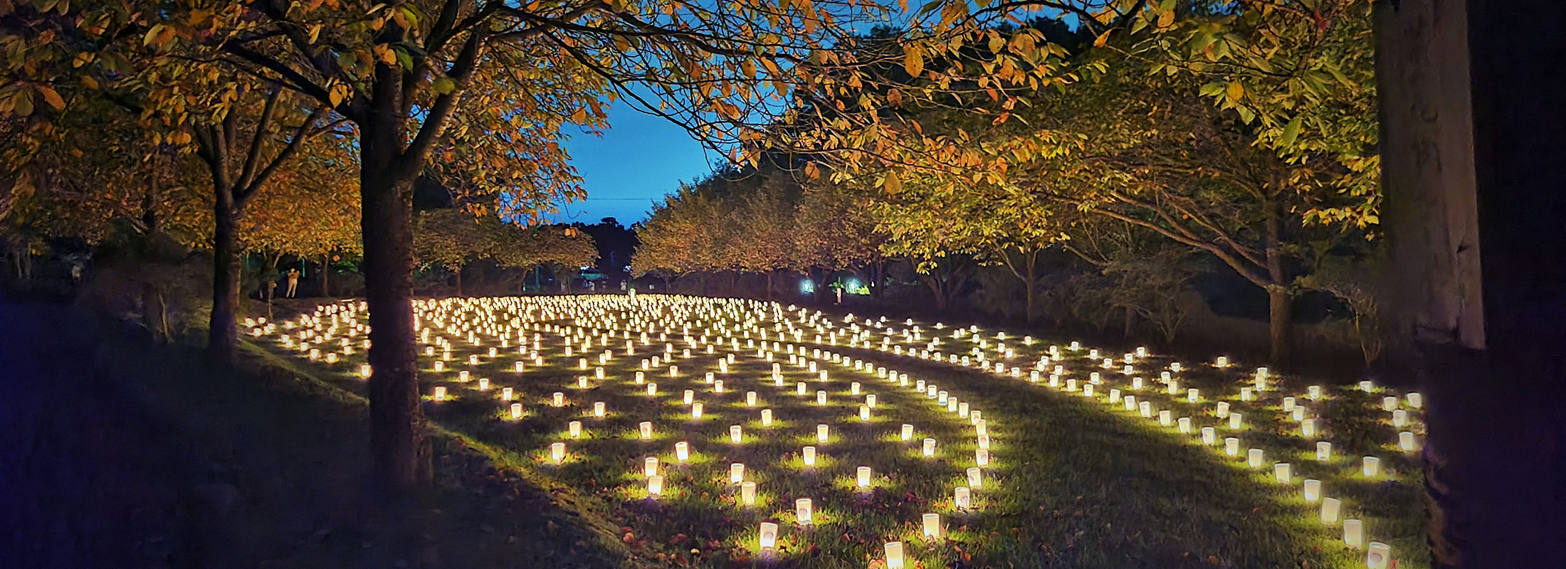 燈桜会1