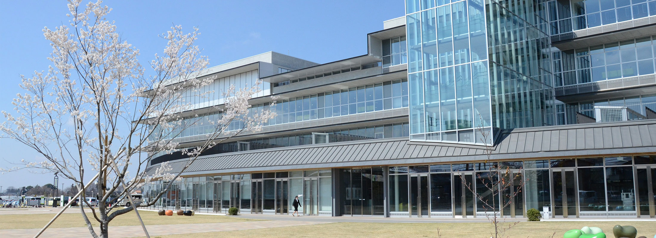 下野市役所と薄墨桜