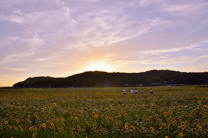 ひまわり祭りの夕暮れ