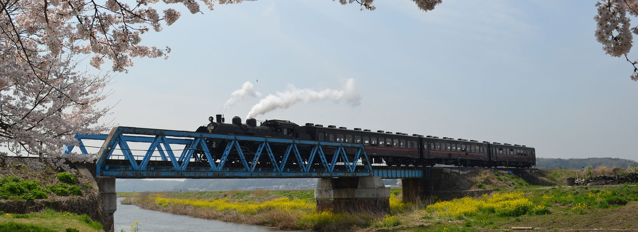 小貝川SL桜