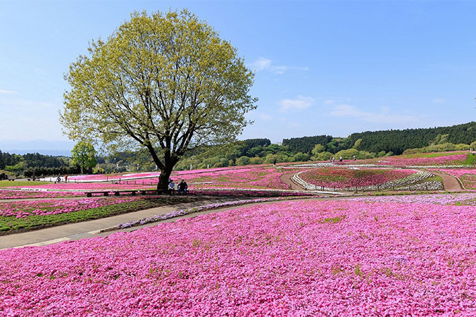 「みさと芝桜公園」2.9haの敷地に26万株の芝桜が花を咲かせます。