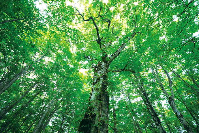 原生林で森林浴 玉原ブナ林