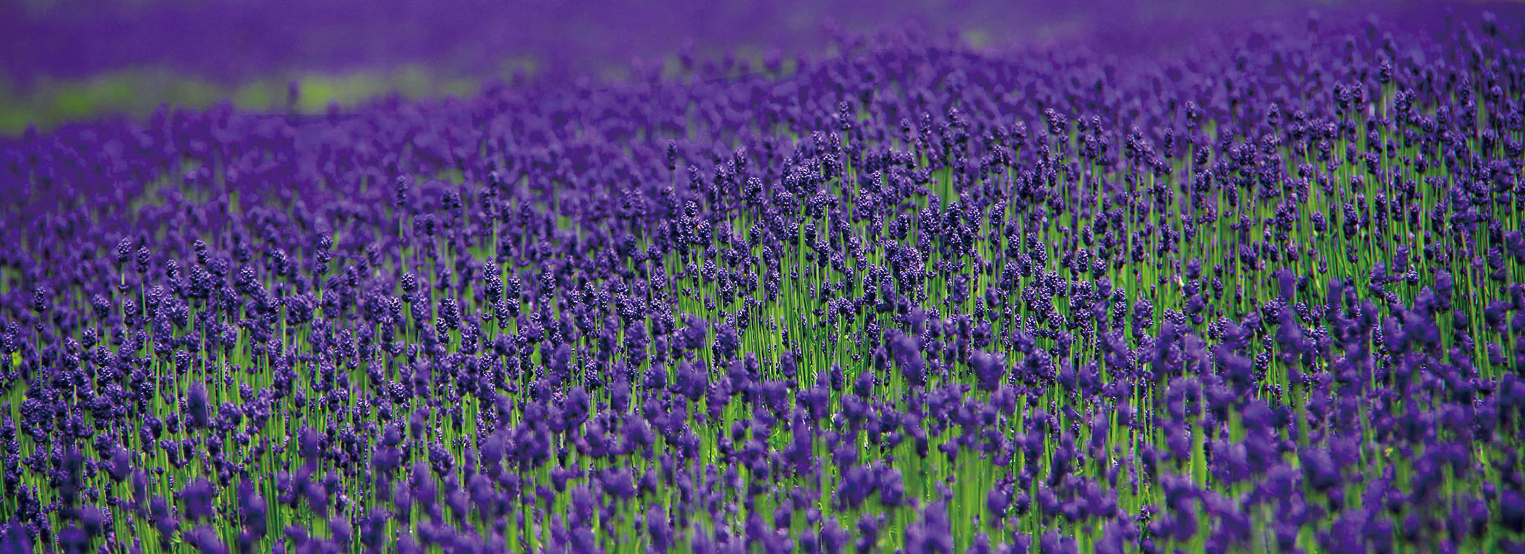 ラベンダーパーク