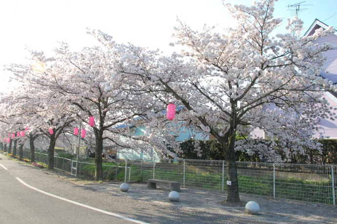 桜並木路