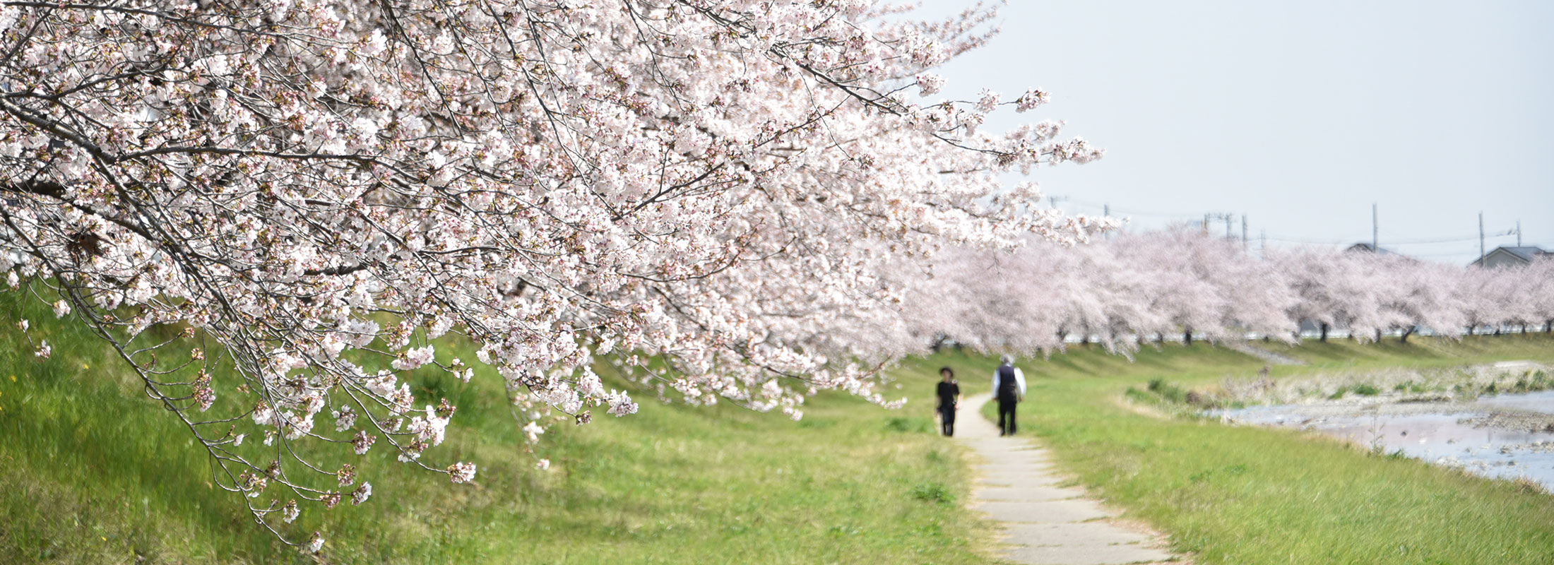 こだま千本桜