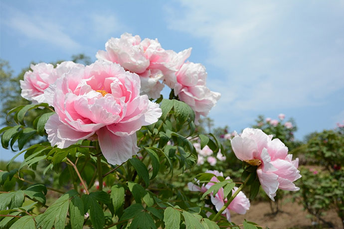 約6,500株の市の花牡丹が咲く東松山ぼたん園