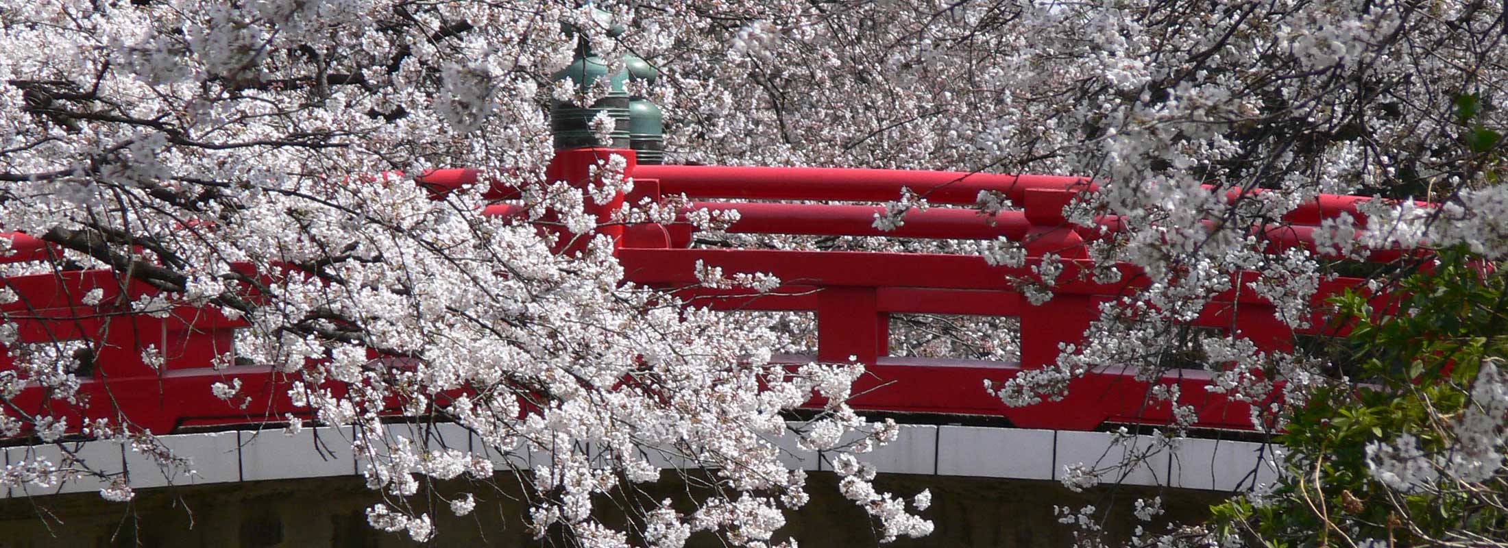 上唐沢川の桜並木