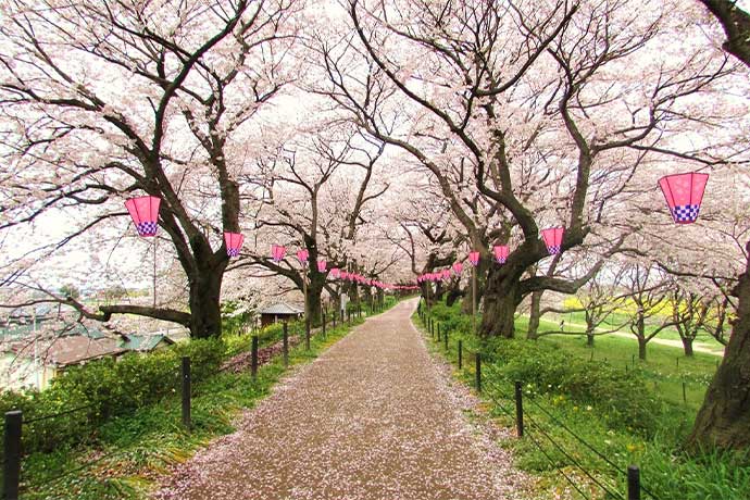 全国屈指の桜の名所　～権現堂桜堤～