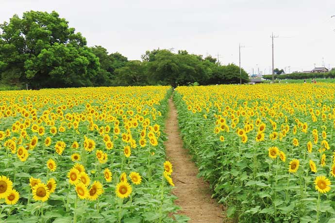権現堂桜堤の四季　ひまわり