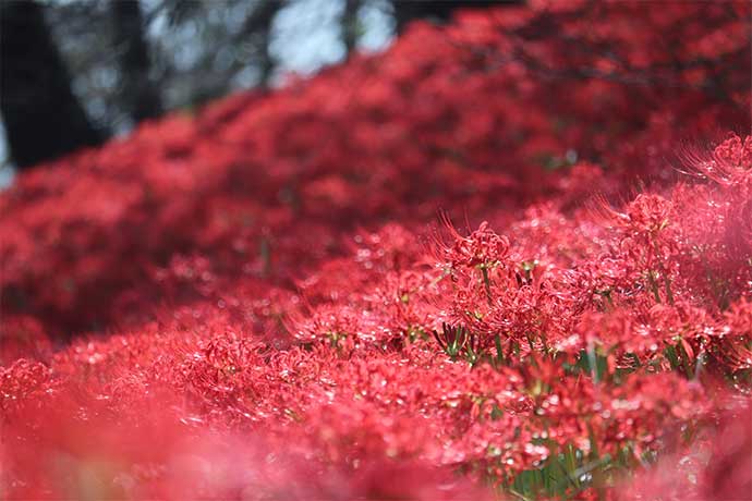 権現堂桜堤の四季　曼珠沙華