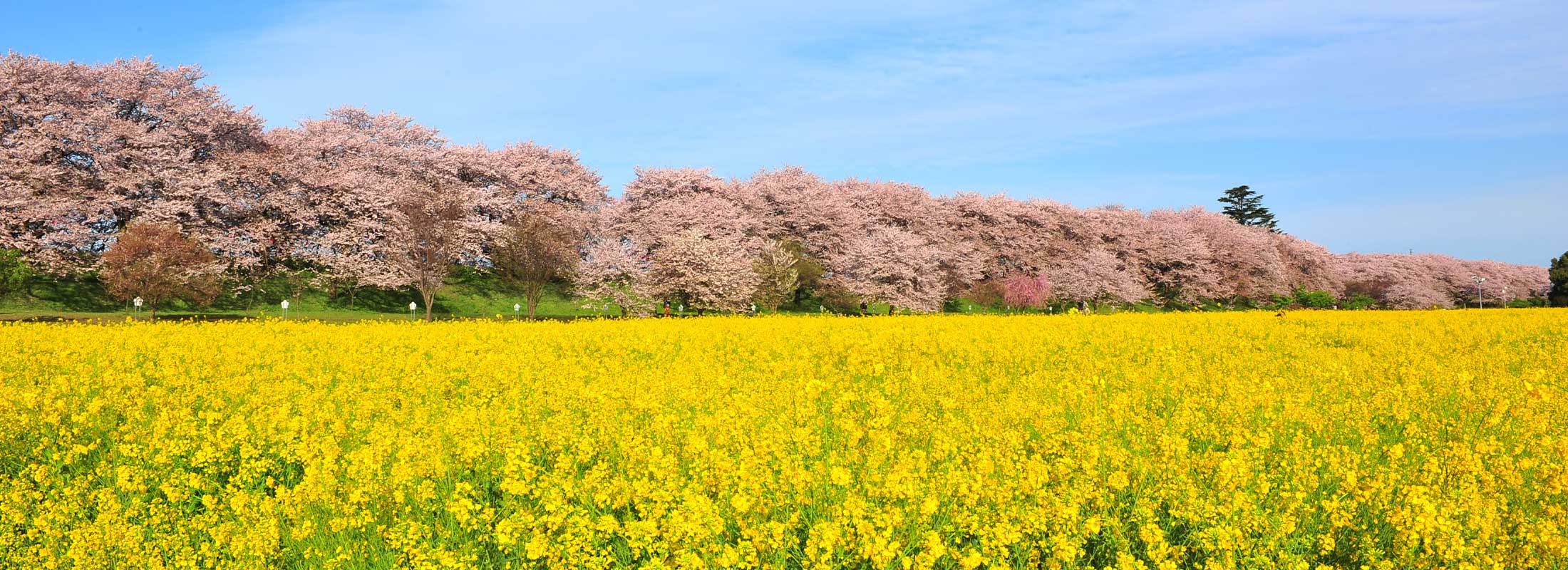 権現堂桜堤