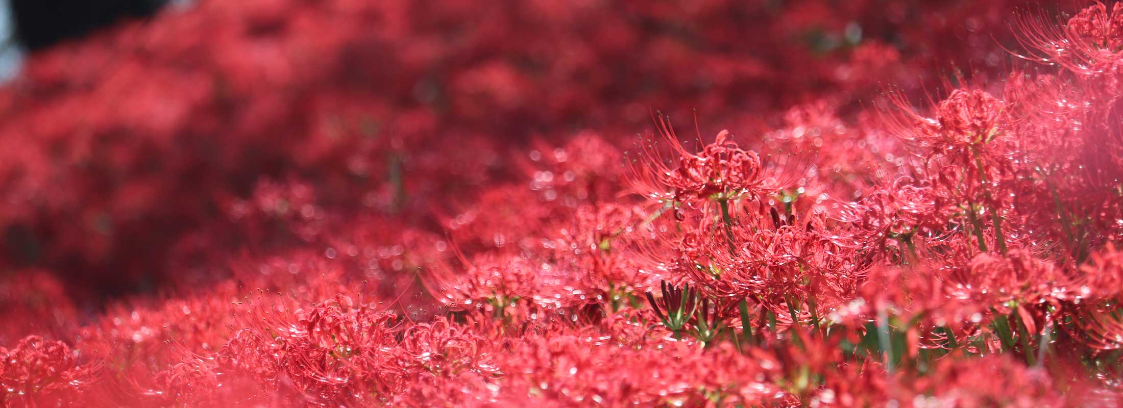 曼珠沙華