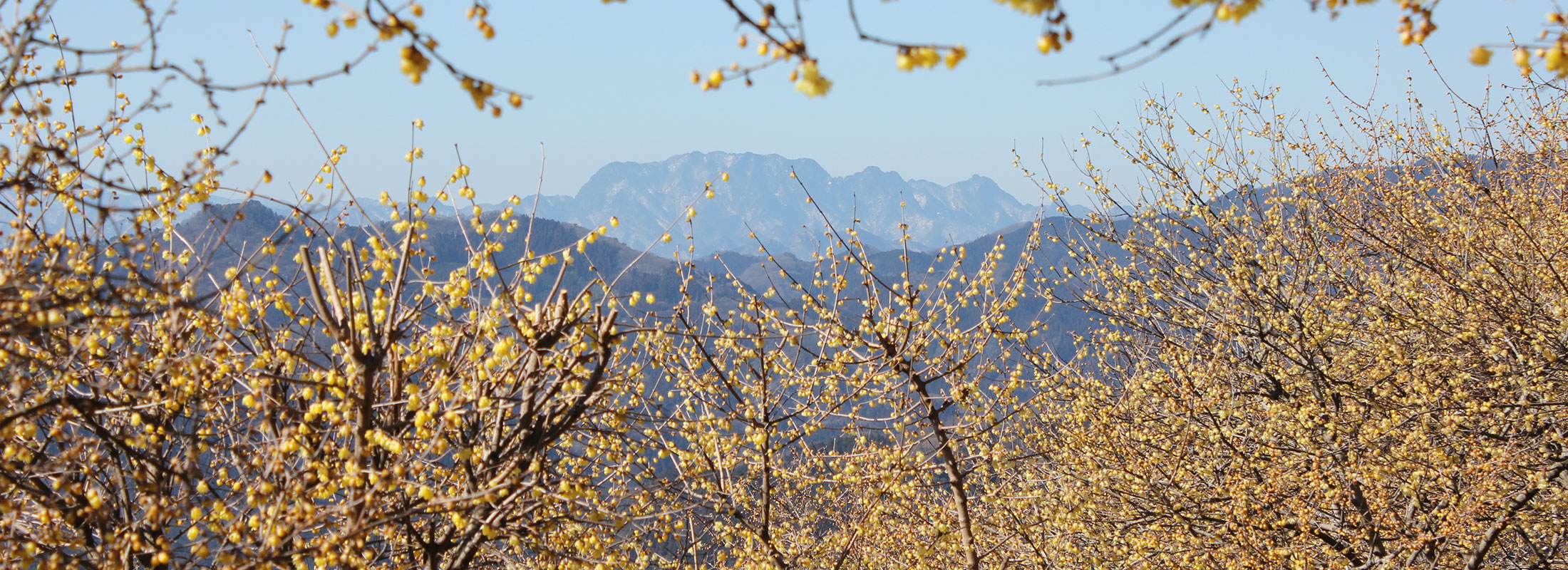 宝登山のロウバイ