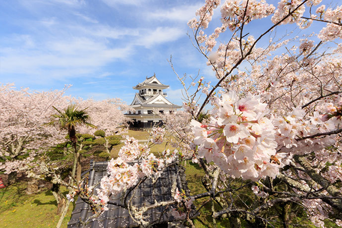 館山の桜の名所、館山公園
