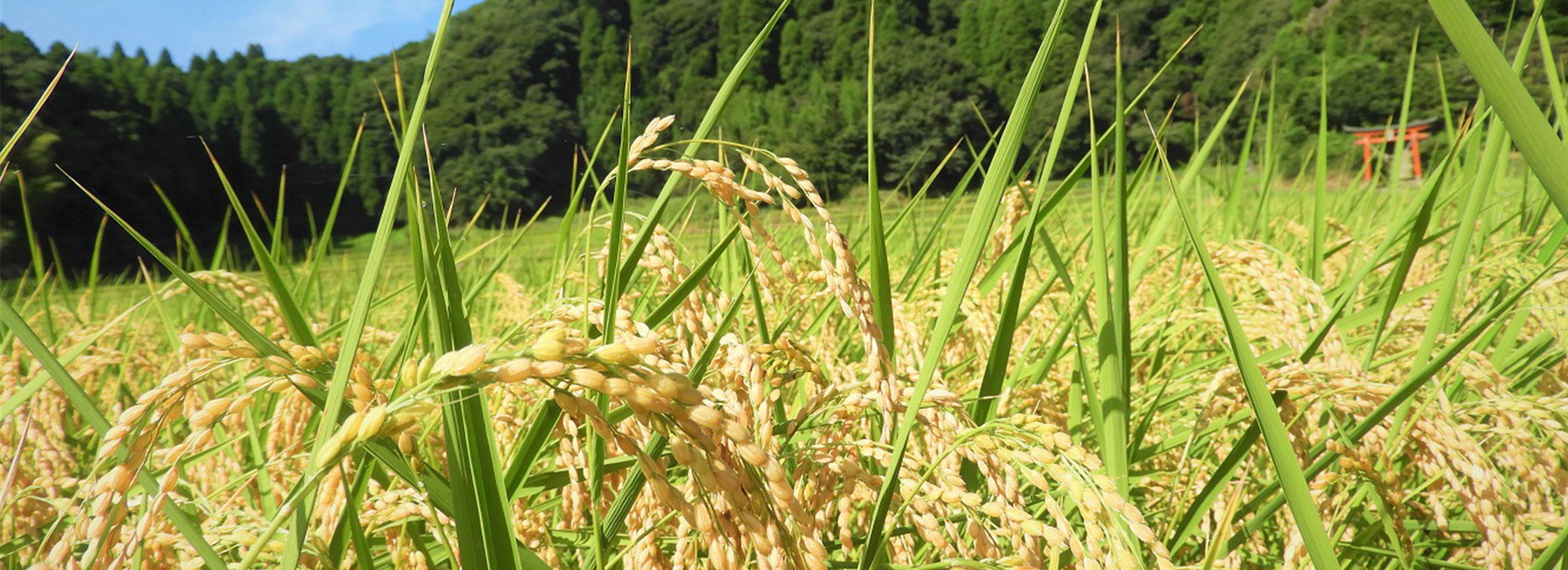 稲穂