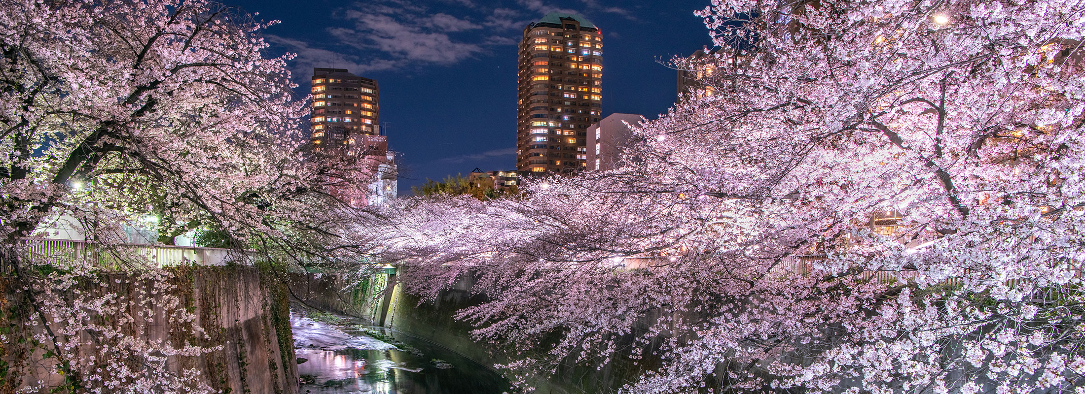 早稲田大久保ー神田川の桜ライトアップ