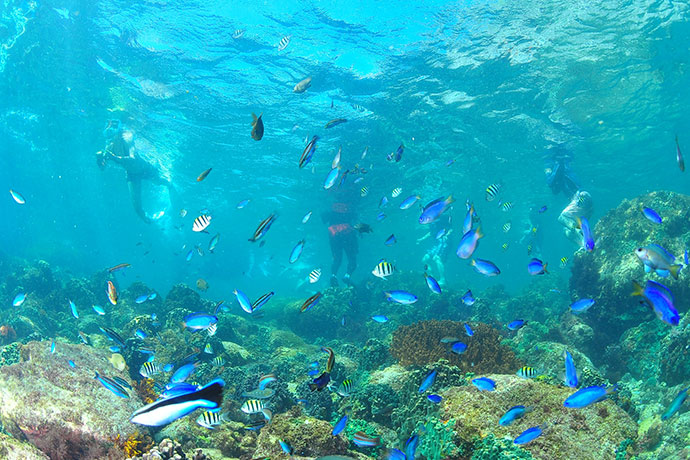島の周りには多くの魚を見ることができます