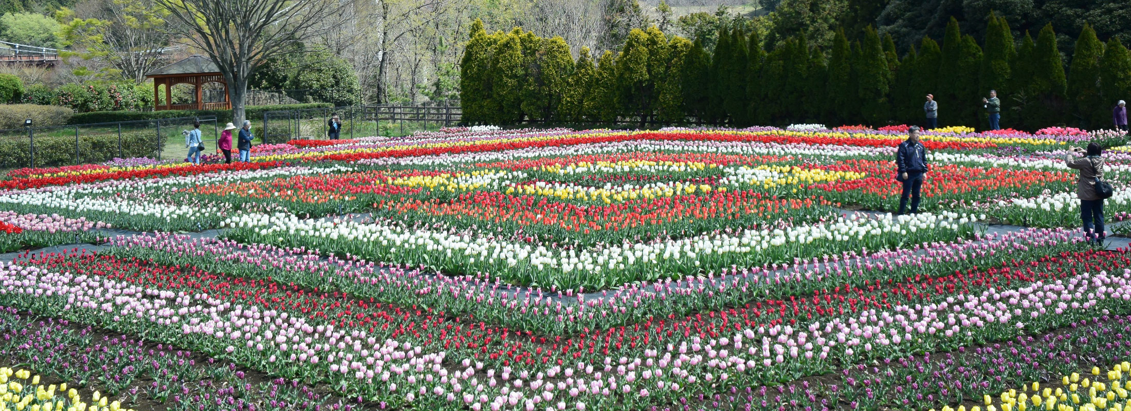戸川公園花畑
