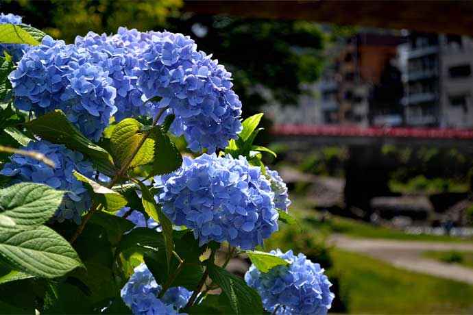 早川沿いのアジサイ（湯本）