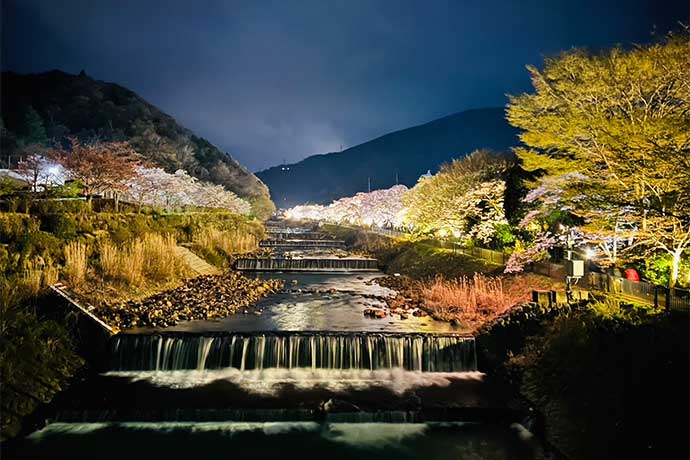 宮城野の桜並木