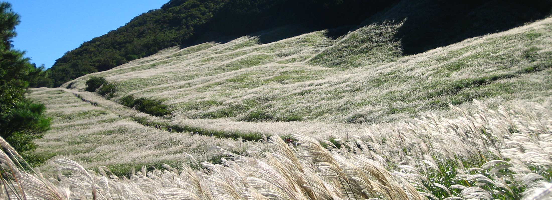 仙石原 すすき草原