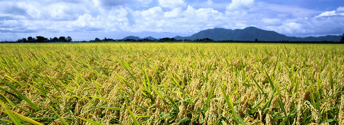 新潟県 自治体詳細 三越伊勢丹ふるさと納税