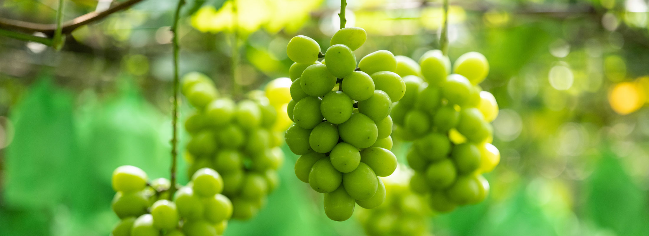 果物(シャインマスカット)