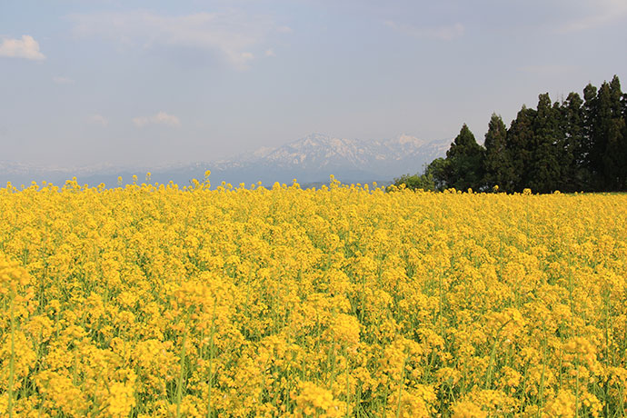 山本山高原の菜の花