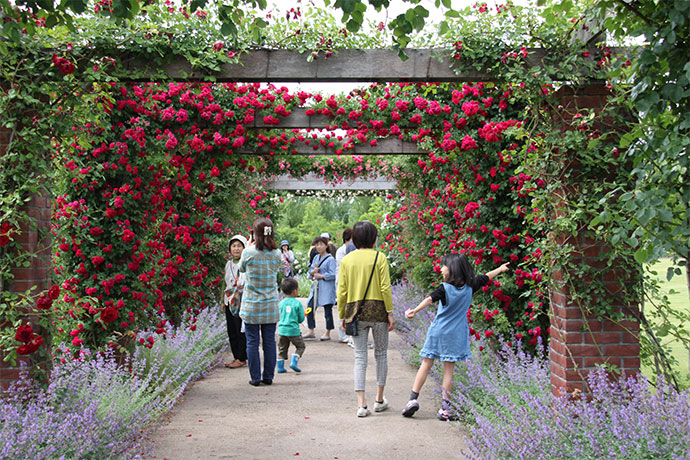 バラの季節は特に見もの　本格的英国庭園様式を採用した「みつけイングリッシュガーデン」