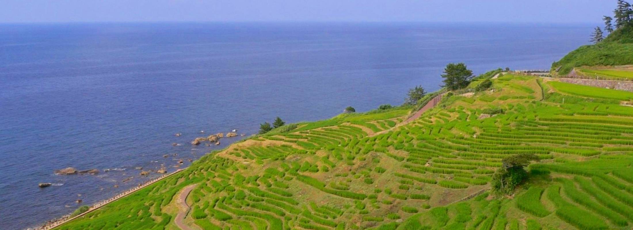 白米千枚田