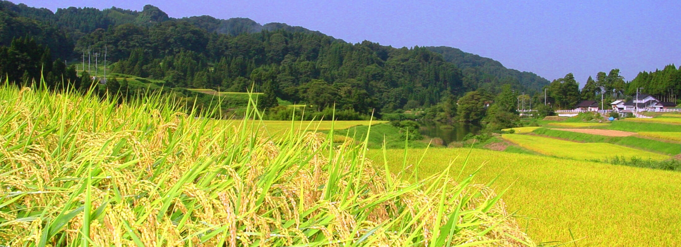 神子原の棚田風景
