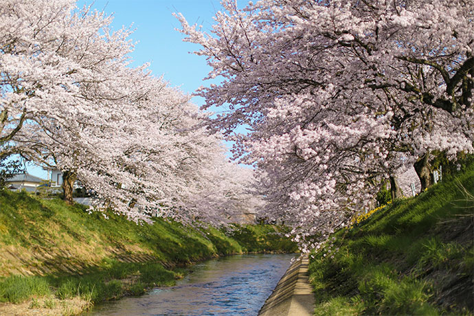 吉野瀬川の桜