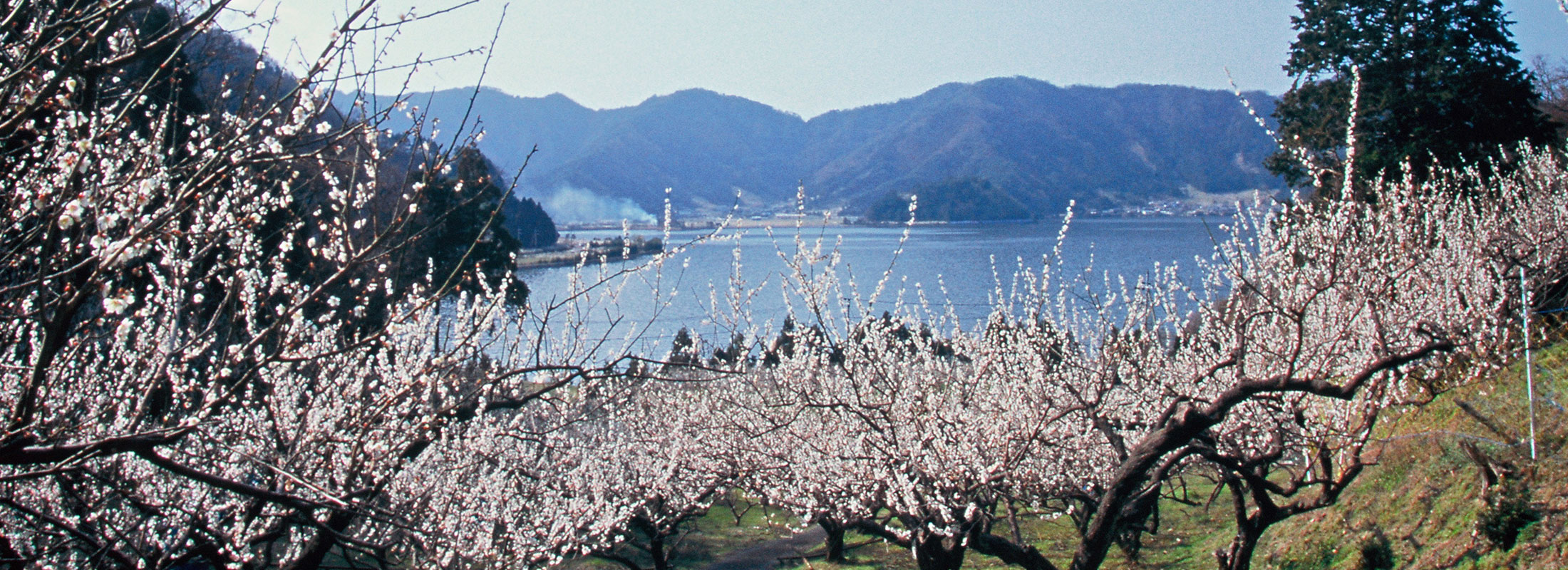 西田梅林